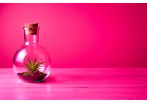 Make Your Own Glass Bottle Terrariums with Easy Steps